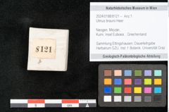 Foto (Objekt + Etikett) von Ulmus braunii Heer (NHMW-GEO-2024-0188-8121)
